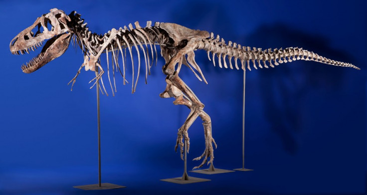 Skeleton of Tyrannosaurus Bataar Dinosaur