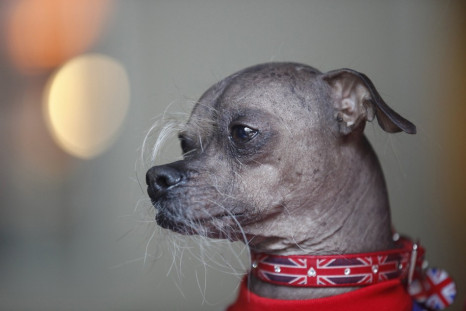 World's Ugliest Dog 2012: Mugly