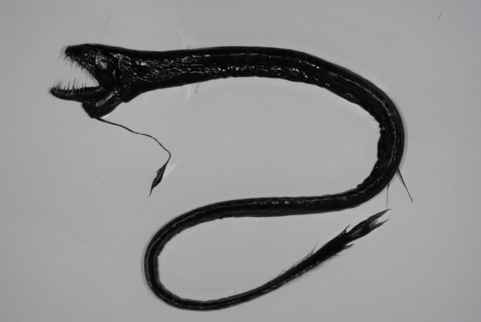 Idiacanthus sp., dragonfish from Kermadec ridge