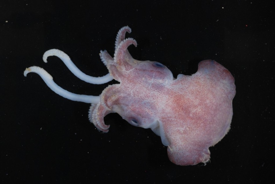 Researchers Discover Rare Deep-Sea Animal Species in Kermadec Ridge