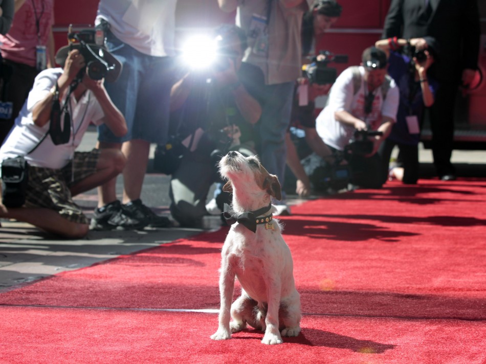 The dog Uggie, featured in the film quotThe Artistquot, is pictured after leaving his paw prints in cement in the forecourt of the Grauman039s Chinese theatre in Hollywood