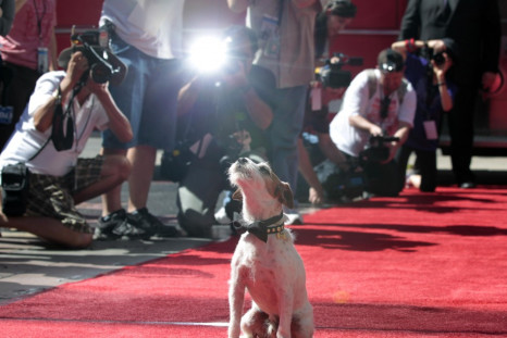 The dog Uggie, featured in the film "The Artist", is pictured after leaving his paw prints in cement in the forecourt of the Grauman's Chinese theatre in Hollywood