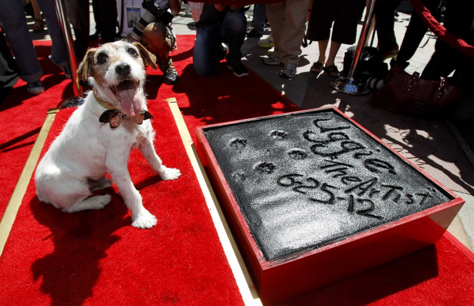 The dog Uggie, featured in the film quotThe Artistquot, is pictured after leaving his paw prints in cement in the forecourt of the Grauman039s Chinese theatre in Hollywood