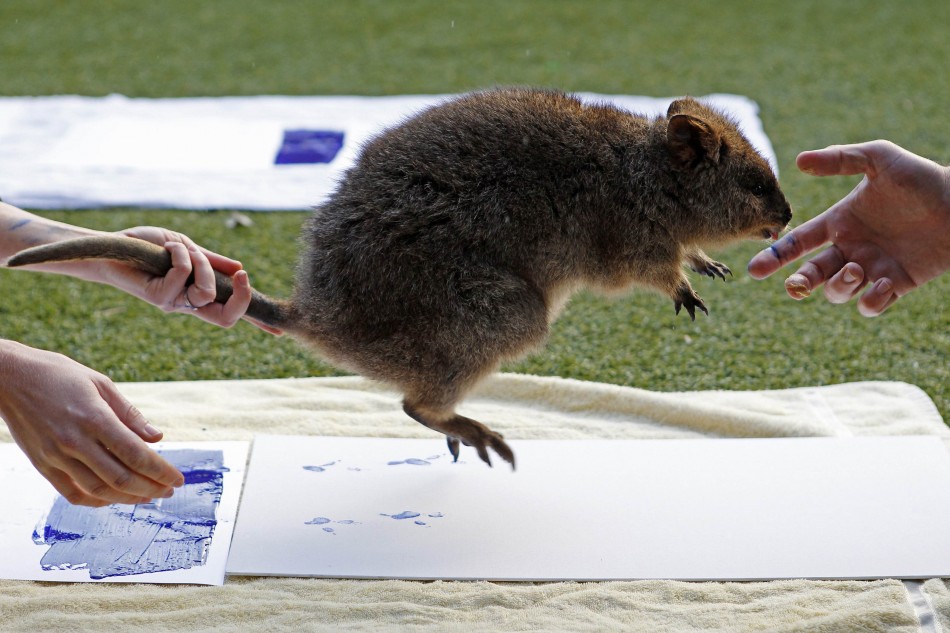 Zookeepers take the footprints of a Quokka at Taronga Zoo in Sydney