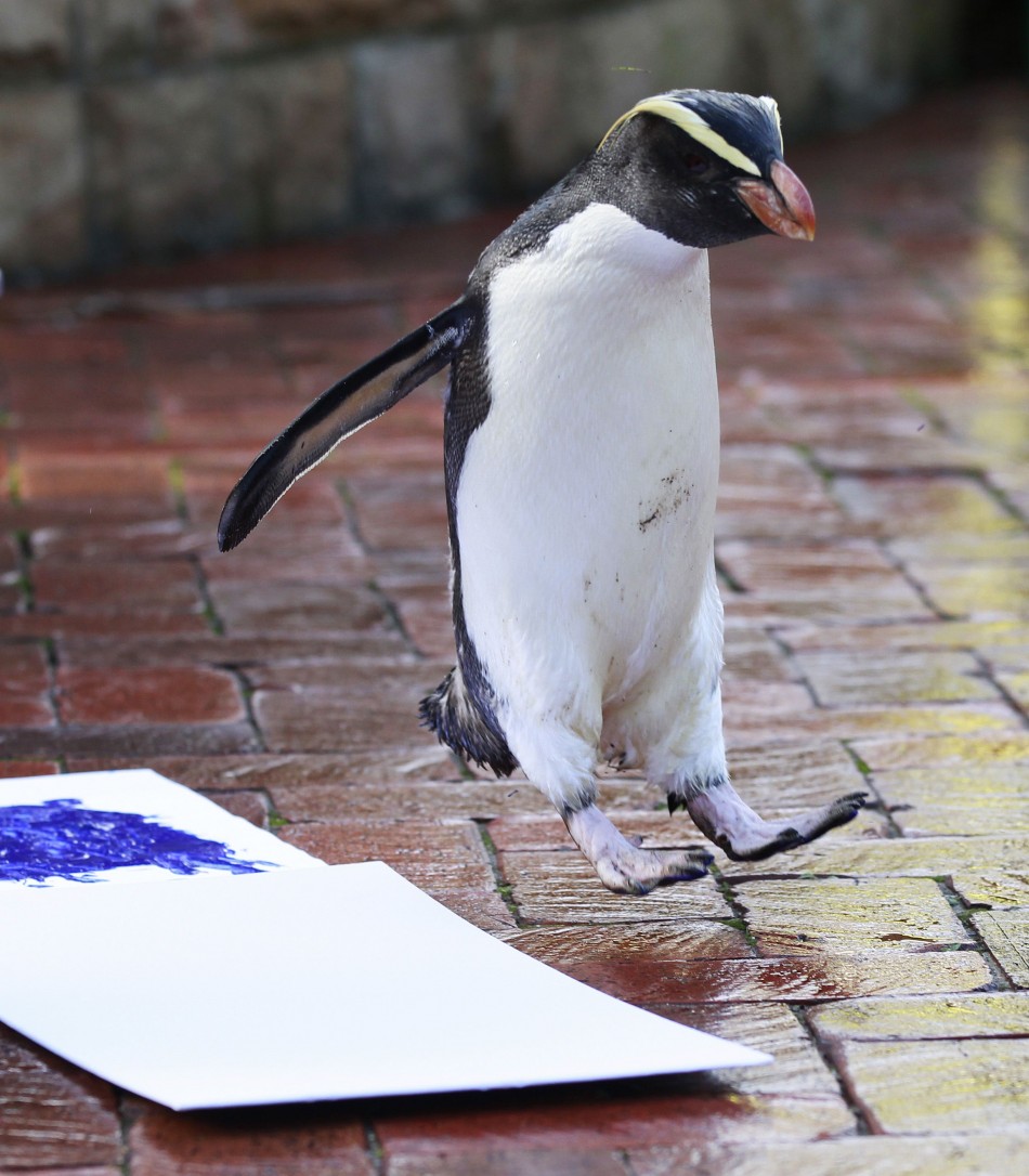 A penguin fails in its first attempt to leave its footprint on a white canvas at Taronga Zoo in Sydney