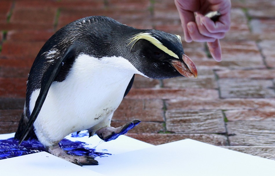 A penguinleaves its footprints on a white canvas at Taronga Zoo in Sydney