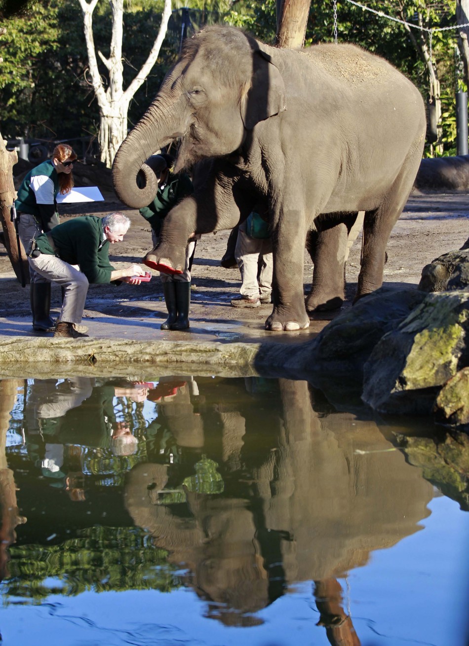Elephant keeper Miller takes the footprint of elephant Pak Boon at Taronga Zoo in Sydney