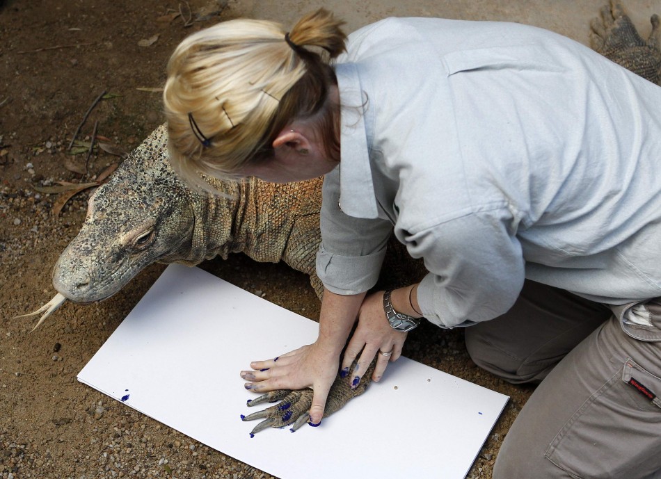 A zookeeper takes the footprint of Komodo dragon quotTukaquot at Taronga Zoo in Sydney
