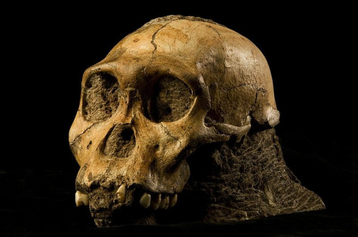 Australopithecus sediba