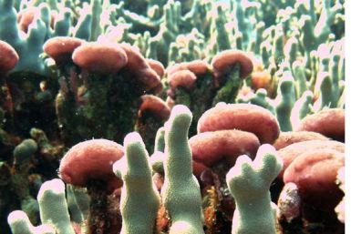 ‘Nuisance’ Seaweed Species May Posses Abilities to Treat Human Disease: Study
