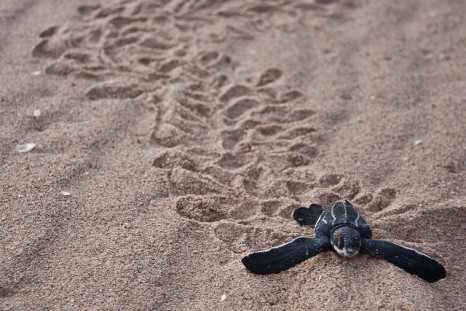 Climatic Change Could Wipe Out Existing Leatherback Turtle Species
