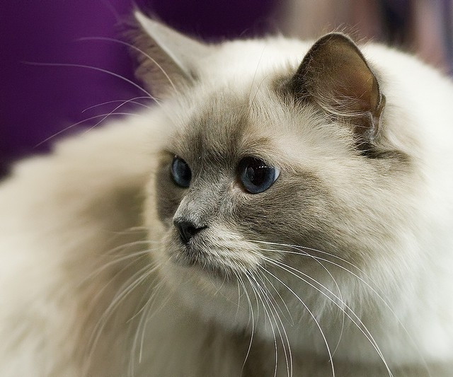 Cat Video Film Festival