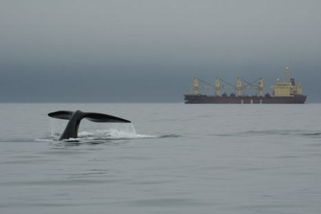 South Korea Hints Whaling Plans May not Proceed After All