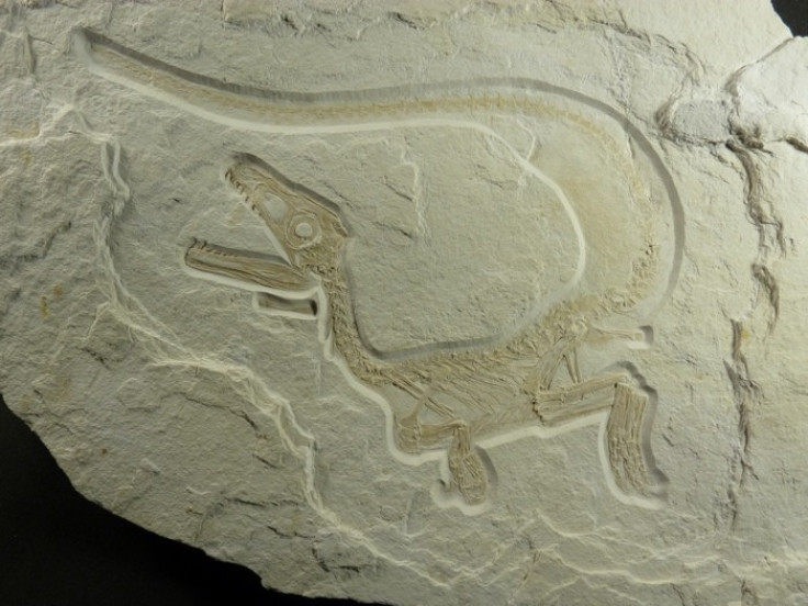 New Species of Feathered Dinosaur Discovered
