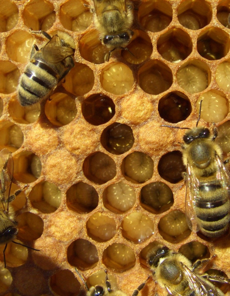 Bees Have Turn Back Time and Reversed Aging Effects