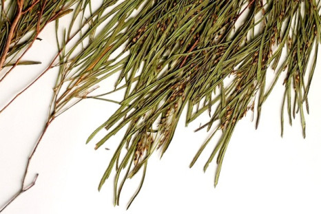 Climate Change Causes Leaves to Shrink