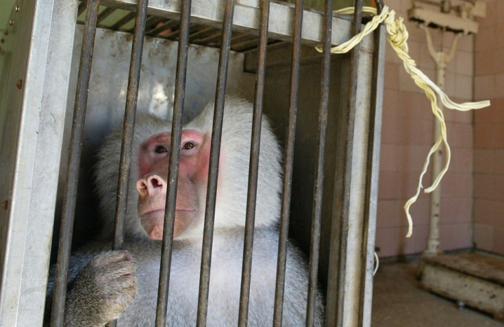 caged primate