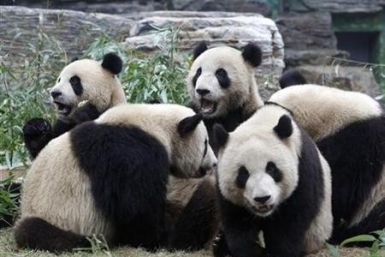 Pandas at a zoo in southern China