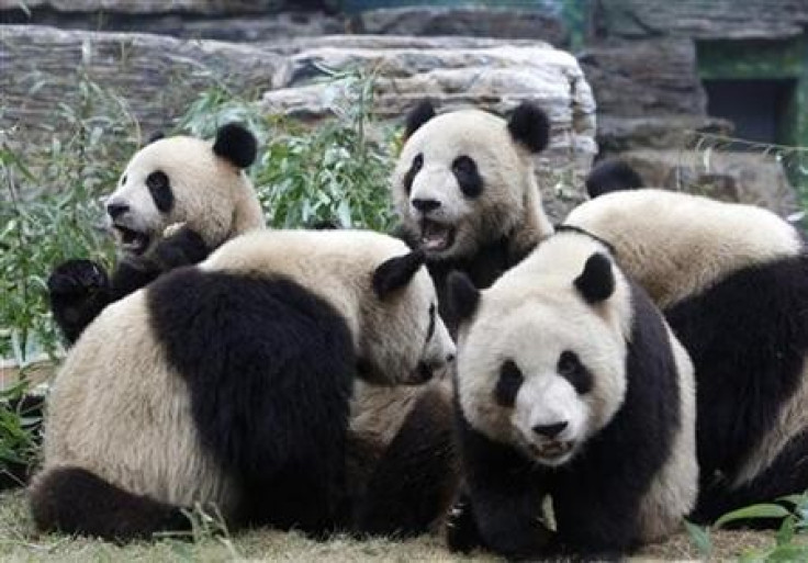 Pandas at a zoo in southern China