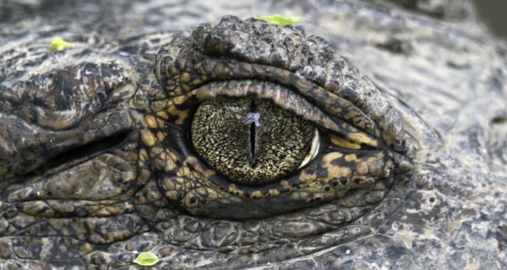 Alligator