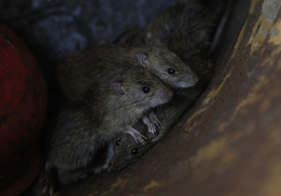 Rats could be flushed out of the sewers into people's homes