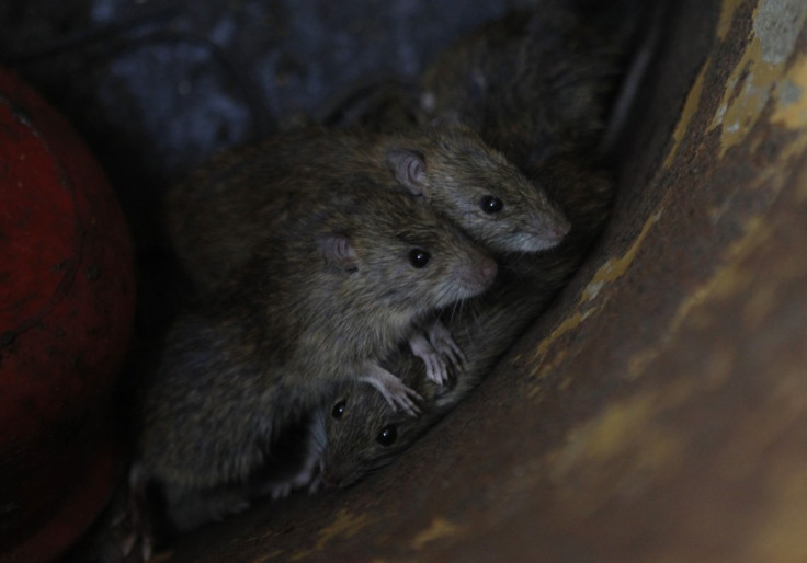 Rats could be flushed out of the sewers into people&#039;s homes