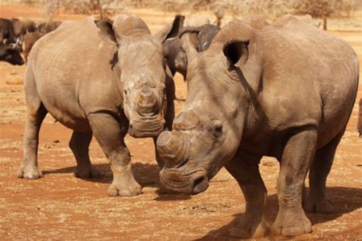 Dehorned rhinos are seen at the Kruger national park (Reuters)