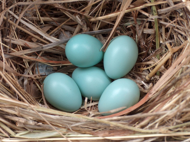 Decline in Starlings