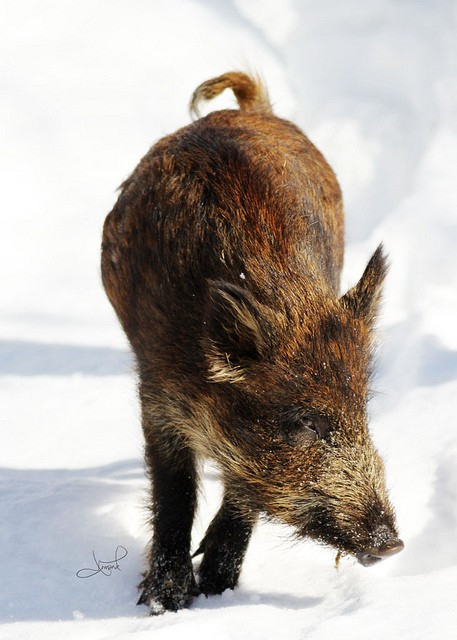Wild Boar