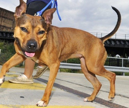 The dogs involved in the attack were believed to be Staffordshire Bull Terrier (Reuters) The dogs involved in the attack were believed to be Staffordshire Bull Terrier (Reuters)