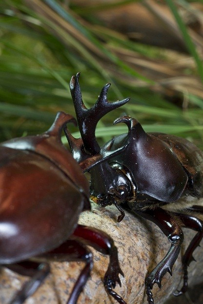Beetles