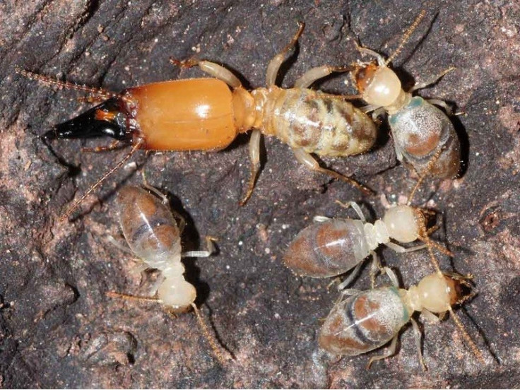Old Termites Explode Themselves to Protect Their Nest from Predators