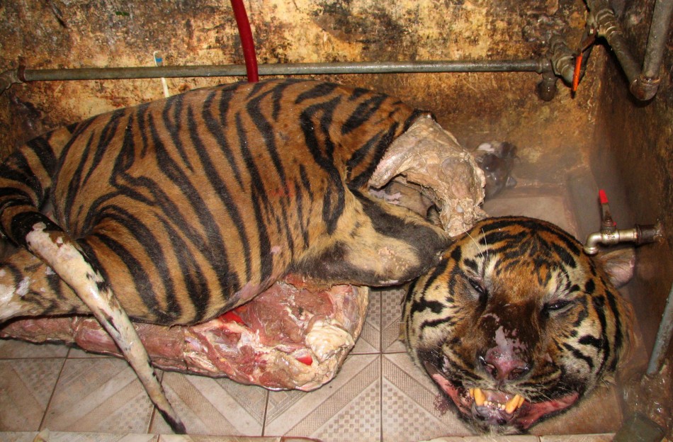 Dead Tigers Found in Boot of Speeding Car in Vietnam [WARNING: GRAPHIC