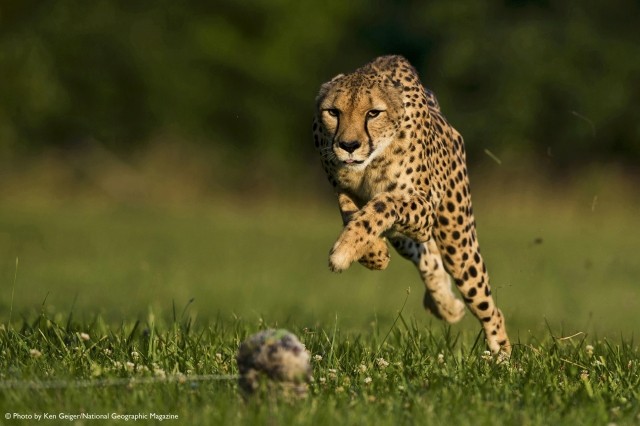 Sarah the Fastest Cheetah Sets New World Land Speed Record