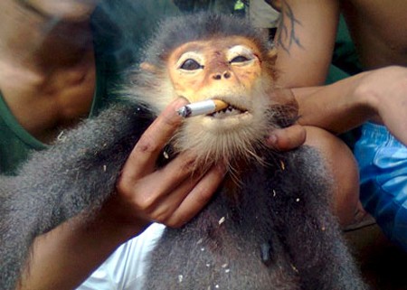 A Grey-shanked douc langur forced to smoke