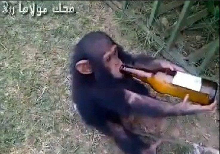Alcoholic Baby Chimp