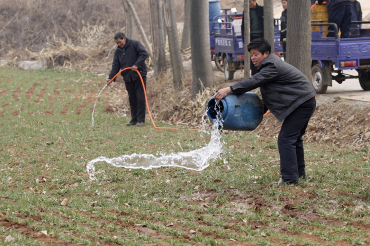 Chinese Wheat Farmers