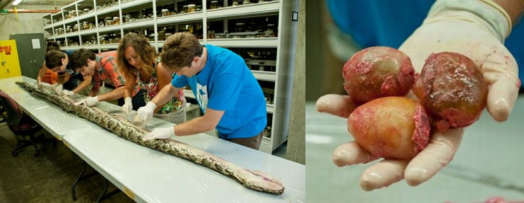 Monstrous Burmese Python Five Metres in Length and Carrying Record 87 Eggs Discovered in Florida