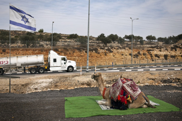 A camel used to take tourists for rides sits beside a road near Modiin