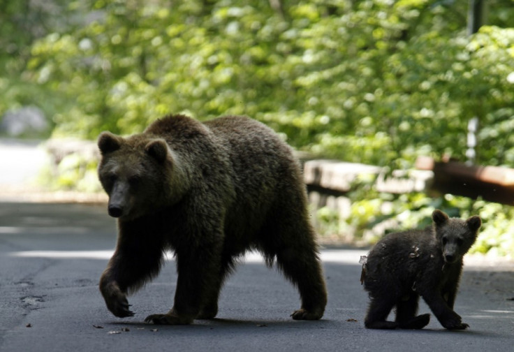 Two Bears on a coutry road
