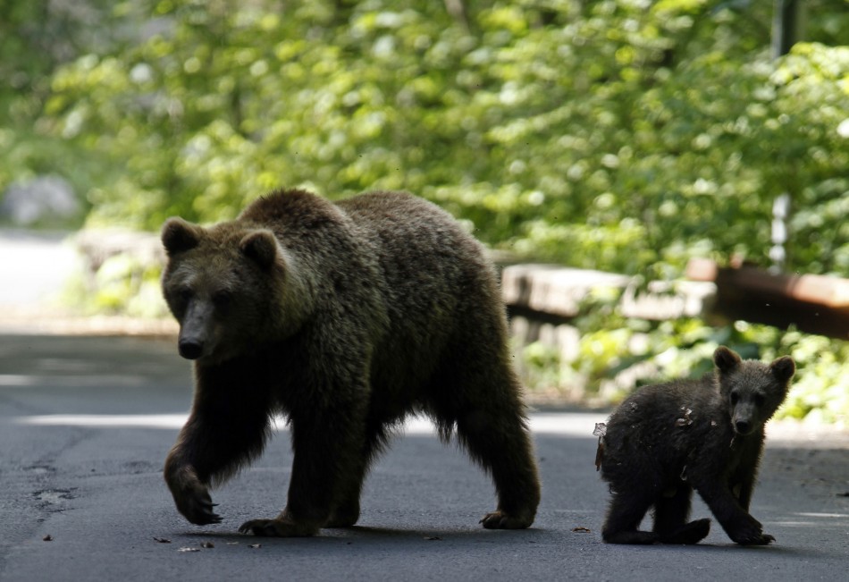 Brown Bears