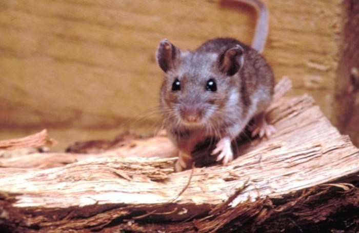A deer mice