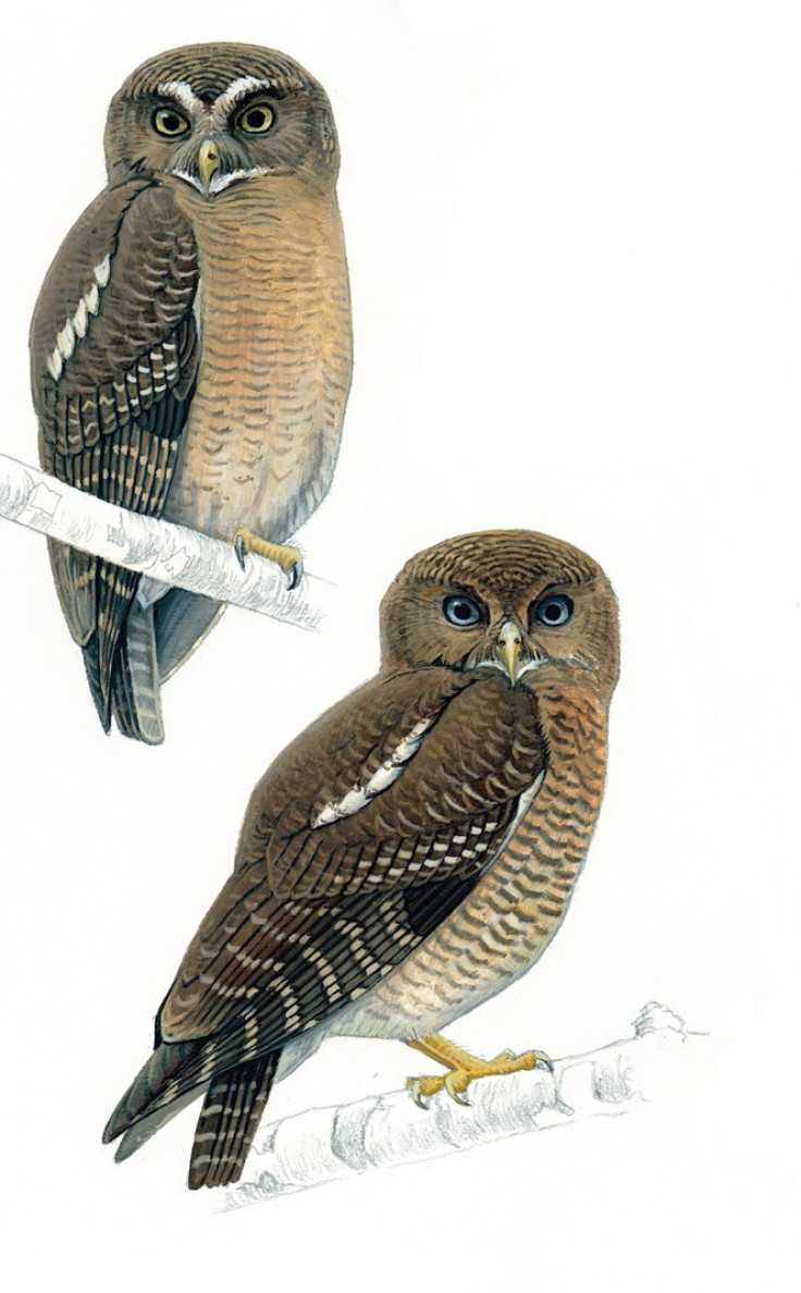 Two New Owl Species Discovered