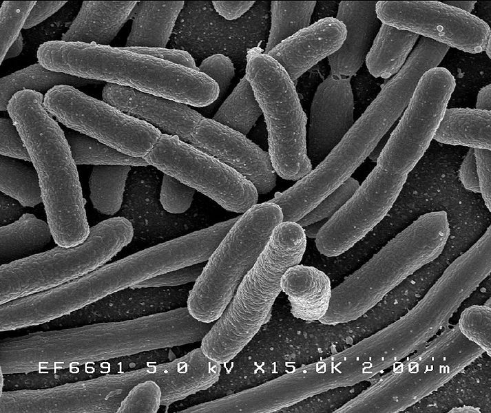 E.Coli Bacteria E.Coli Bacteria