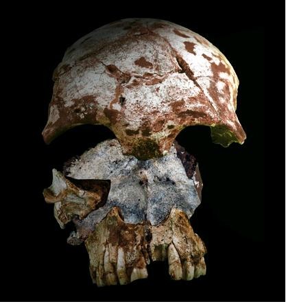 Oldest Modern Humans Fossils Found in Southeast Asia