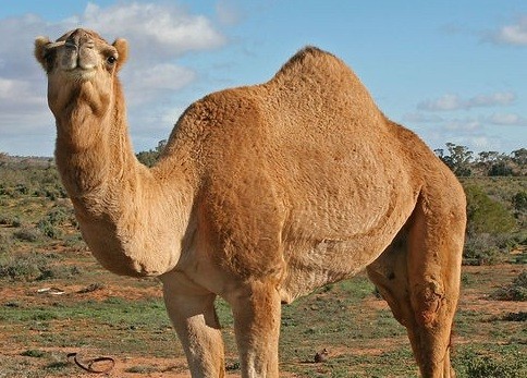 Cloned camels could help in drug production