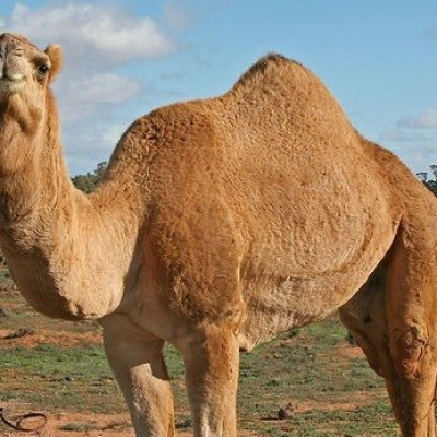 Cloned camels could help in drug production