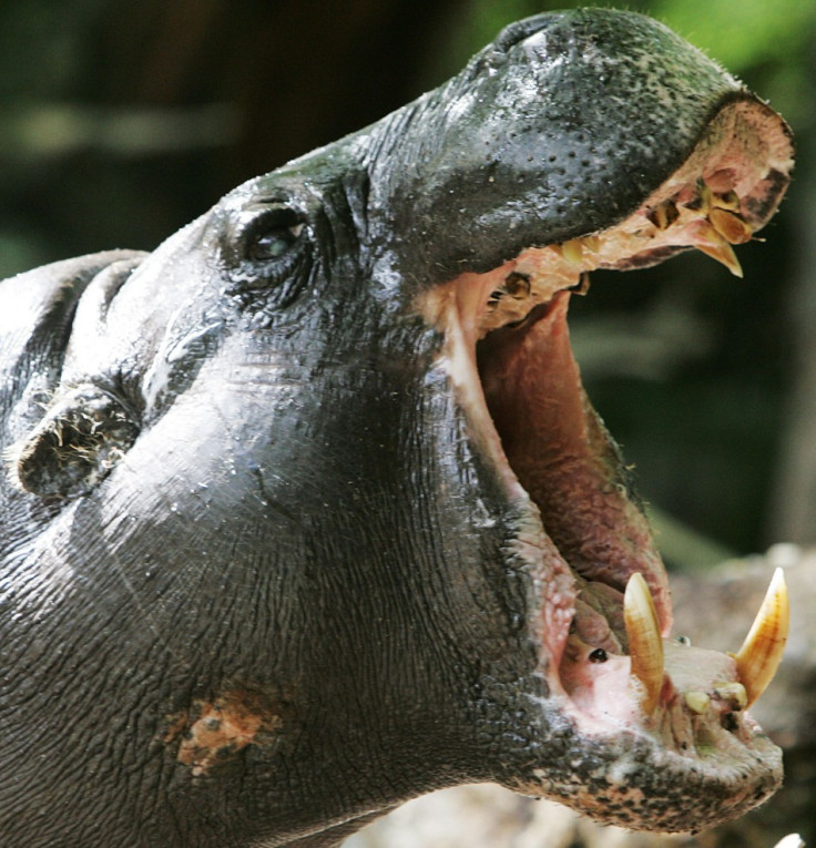 pigmy hippo