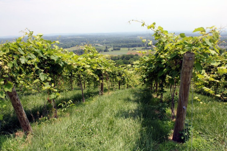 Bluemont Vineyards