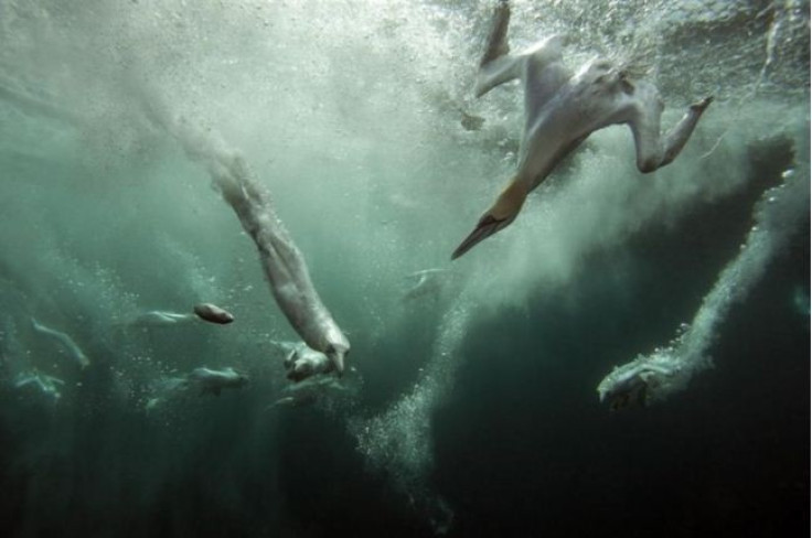 Surreal and Powerful Image of Diving Gannets Wins